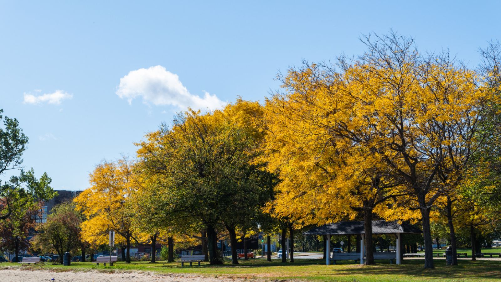 Parque con árboles de otoño bajo el cielo azul