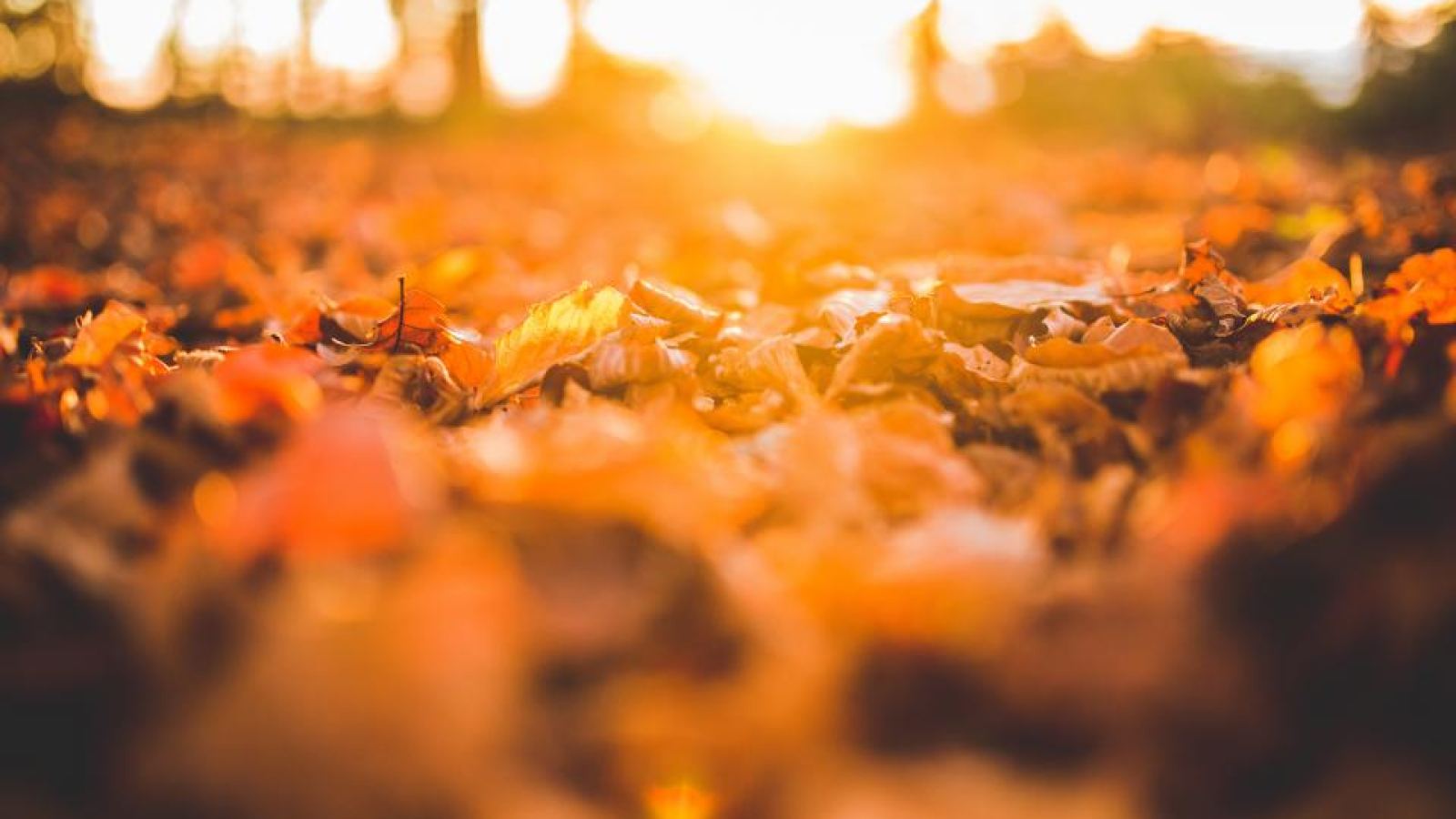 Hojas de otoño sobre el suelo