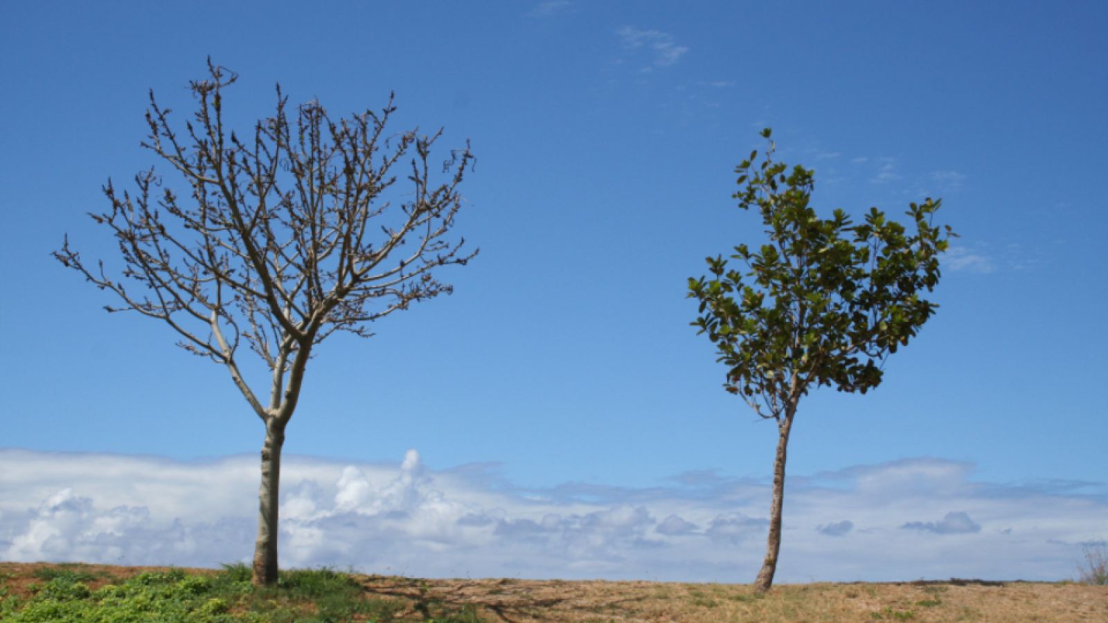 Dos árboles separados en un campo bajo el cielo azul